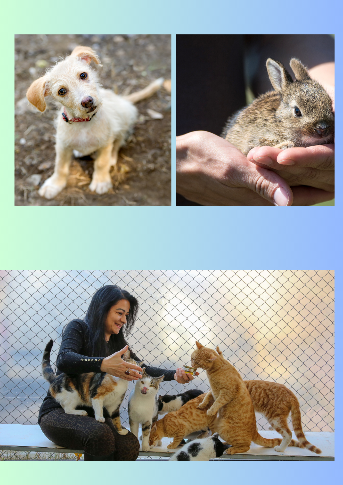 Captured in PET & DOG LOVERS BUNDLE by Digital Enterprise: a small dog with a tilted head, a gentle hand cradling a baby rabbit, and someone dressed in black joyfully petting several cats. A chain-link fence backdrop frames this charming scene of pure pet care.