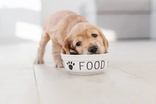 A golden-brown puppy eagerly munches on homemade dog treats from a FOOD bowl with paw prints, standing on a light wooden floor in a softly lit room, checking off pet care essentials from the PET & DOG LOVERS BUNDLE by Digital Enterprise.